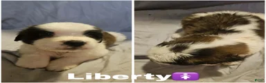 Saint Bernard 9