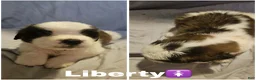 Saint Bernard dogs for sale: Saint Bernard 9 - Ad 1