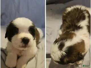 Saint Bernard dogs Saint Bernard 9 - Ad 7