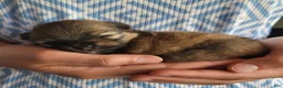 Pomeranian dogs for sale: Harmony - Ad 3