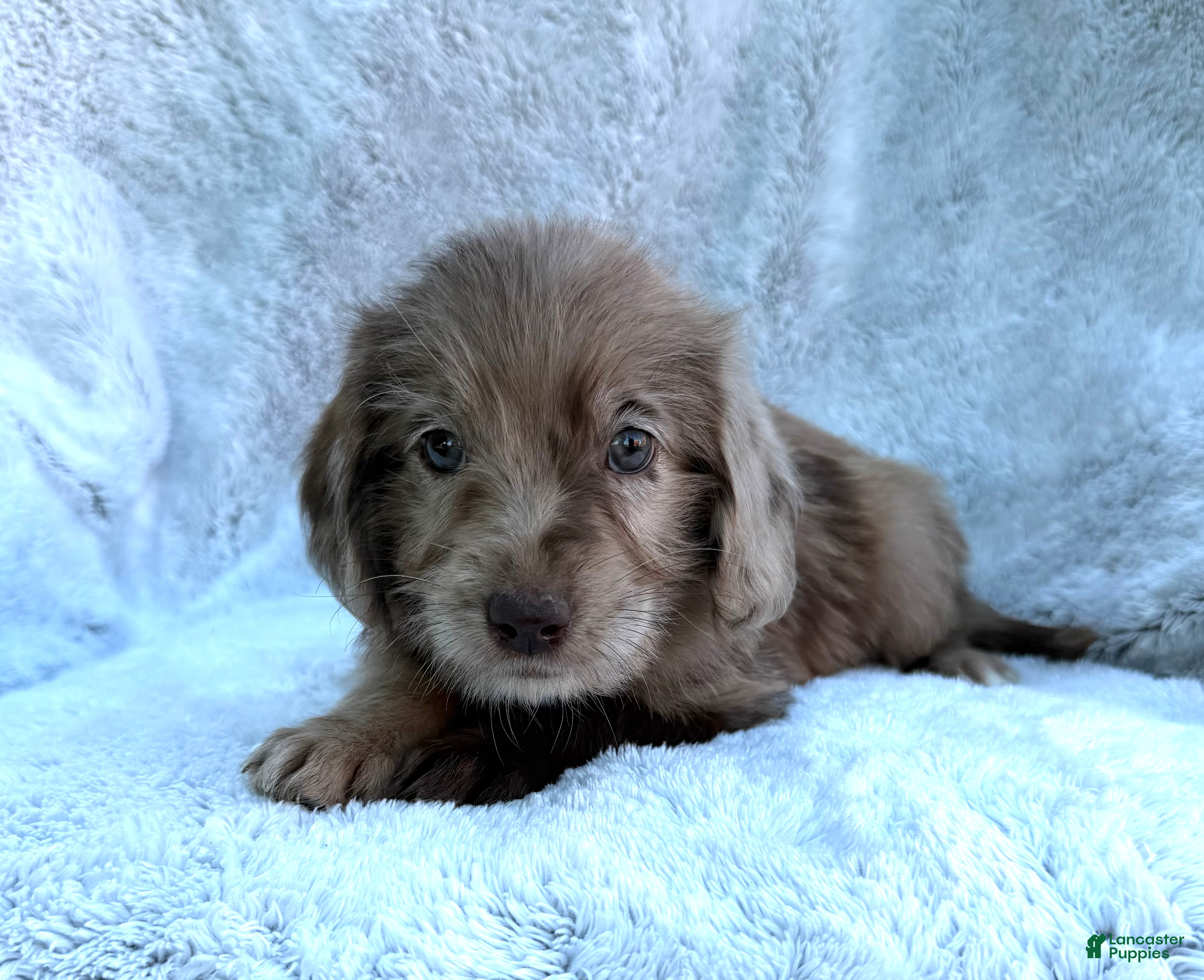 Labradoodle dogs Indy - Ad 2