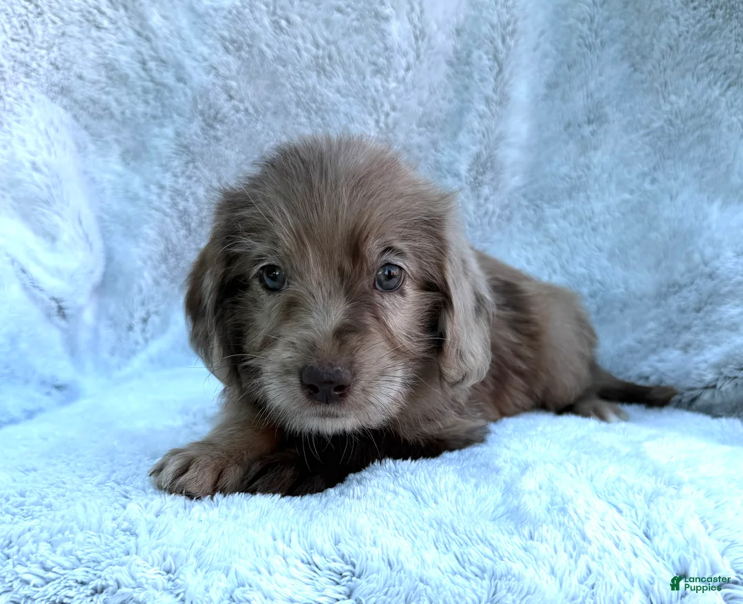 Labradoodle dogs for sale: Indy - Ad 2