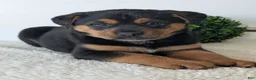 Mixed Breed dogs for sale: Luna - Ad 6