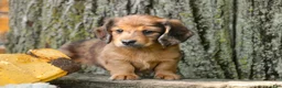 Miniature Dachshund dogs for sale: Ari Miniature Dachshund - Ad 3