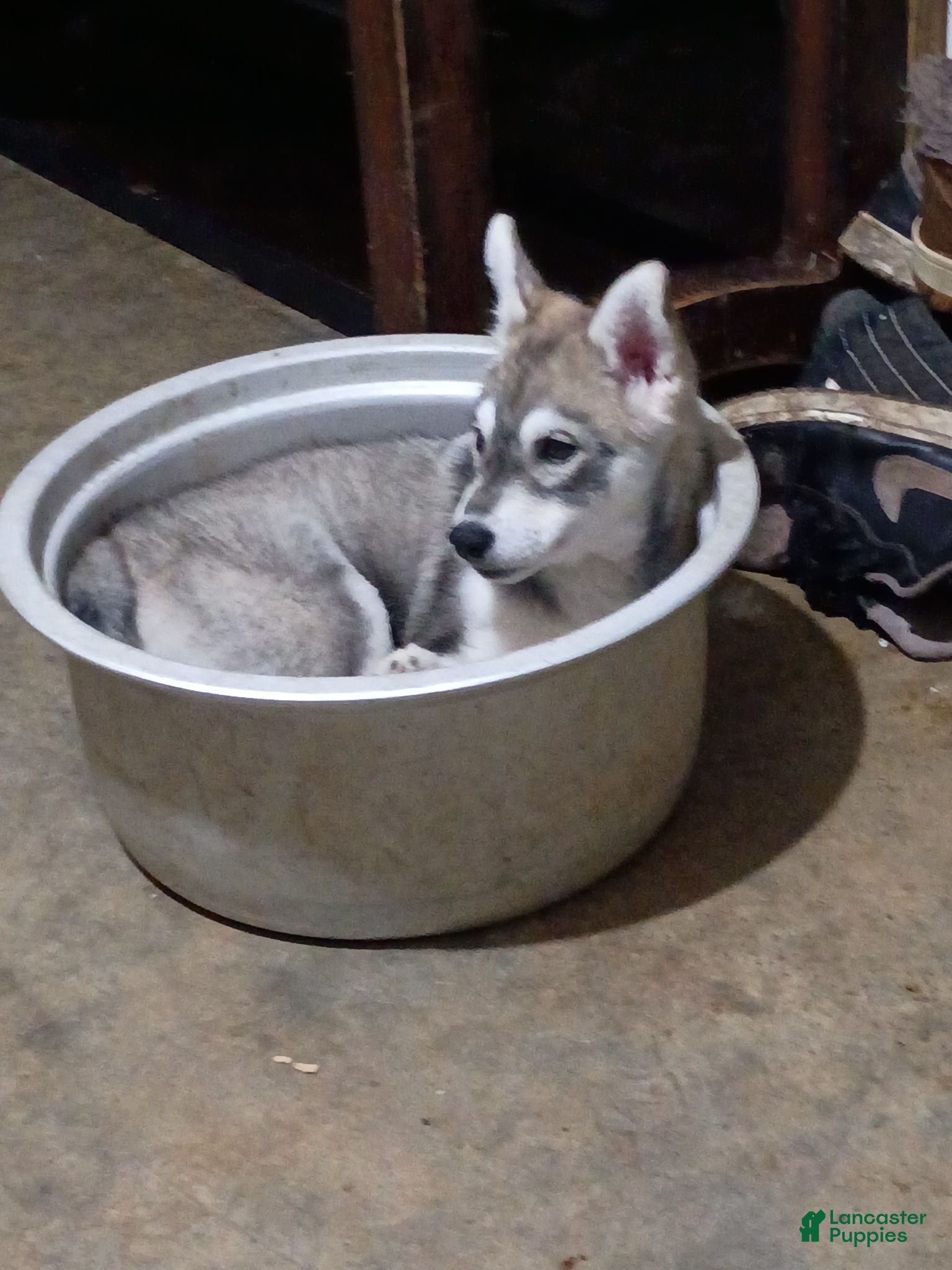 Siberian Husky dogs Little girl - Ad 4