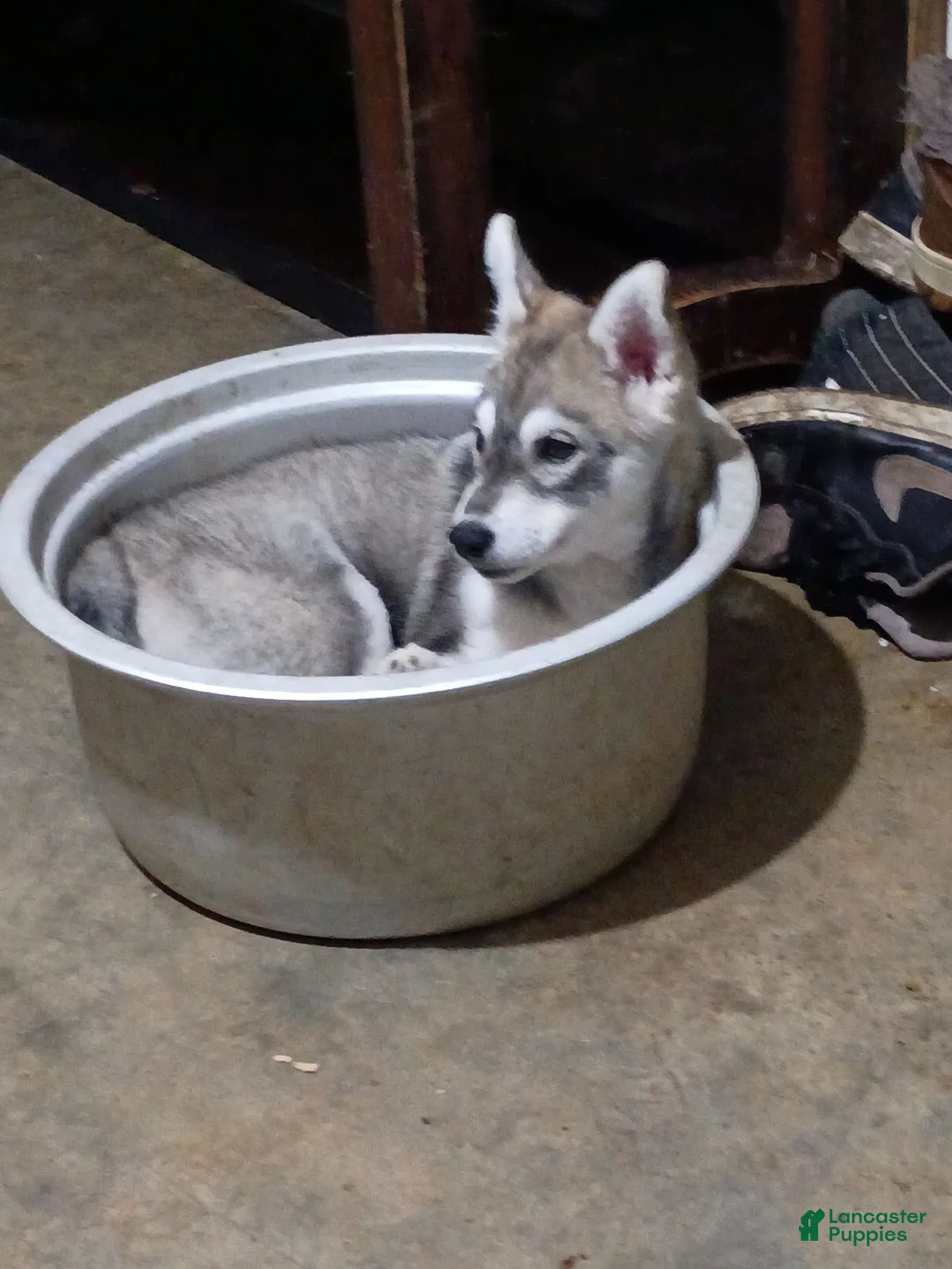 Siberian Husky dogs for sale: Little girl - Ad 1