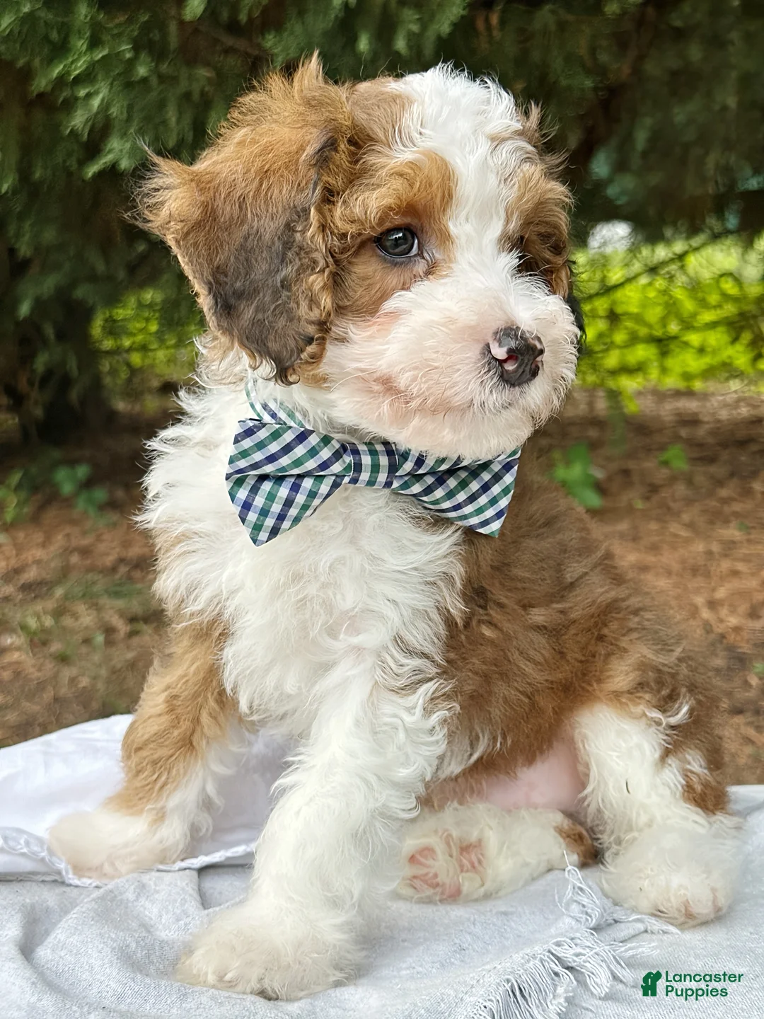 Mini Bernedoodle dogs for sale: Scout - Ad 1