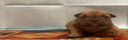 American Bully dogs for sale: Mocha - Ad 3