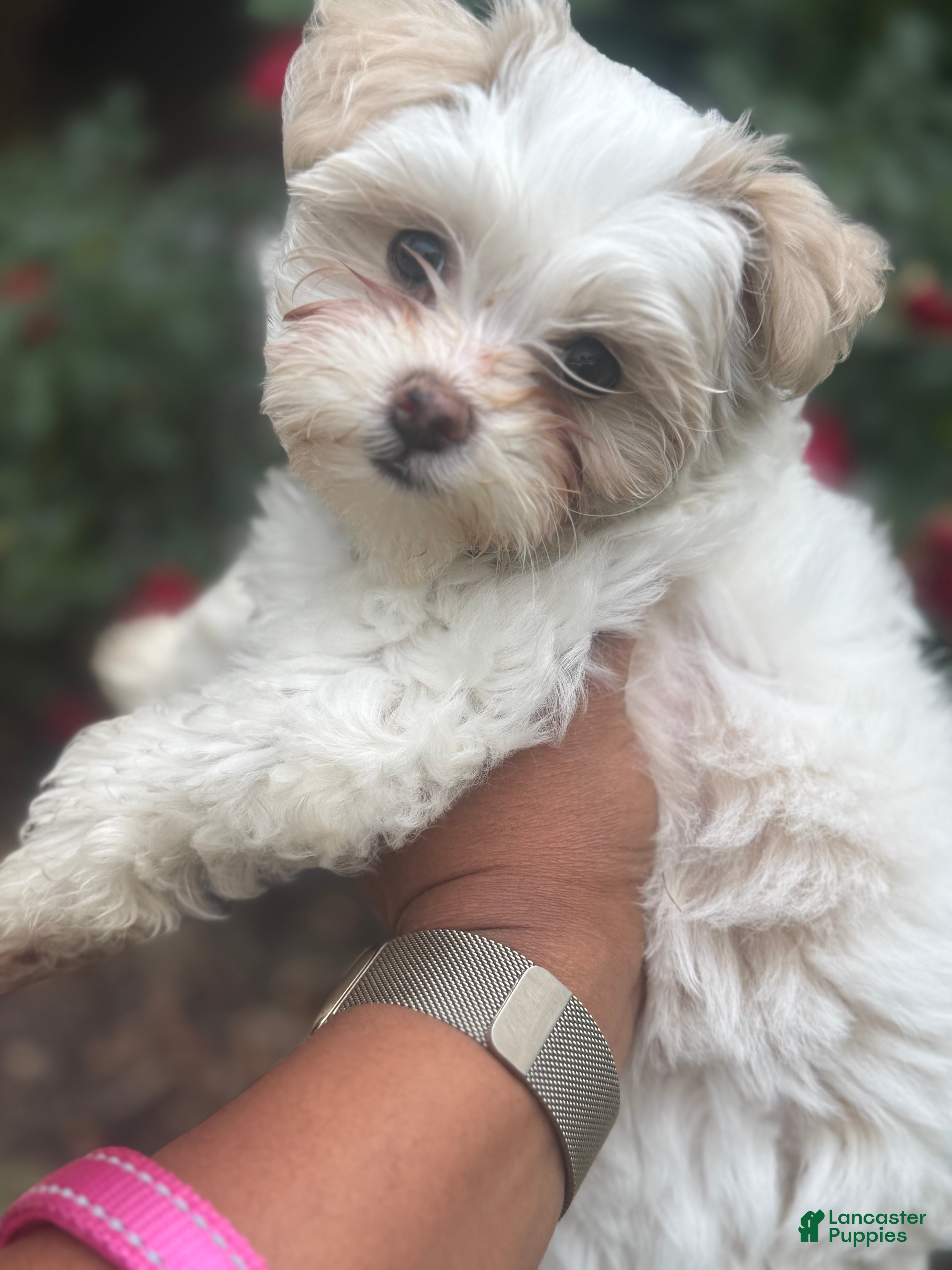 Maltipoo dogs Maltipoo Puppy 1 - Ad 9