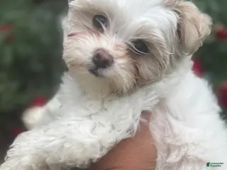 Maltipoo dogs Maltipoo Puppy 1 - Ad 9