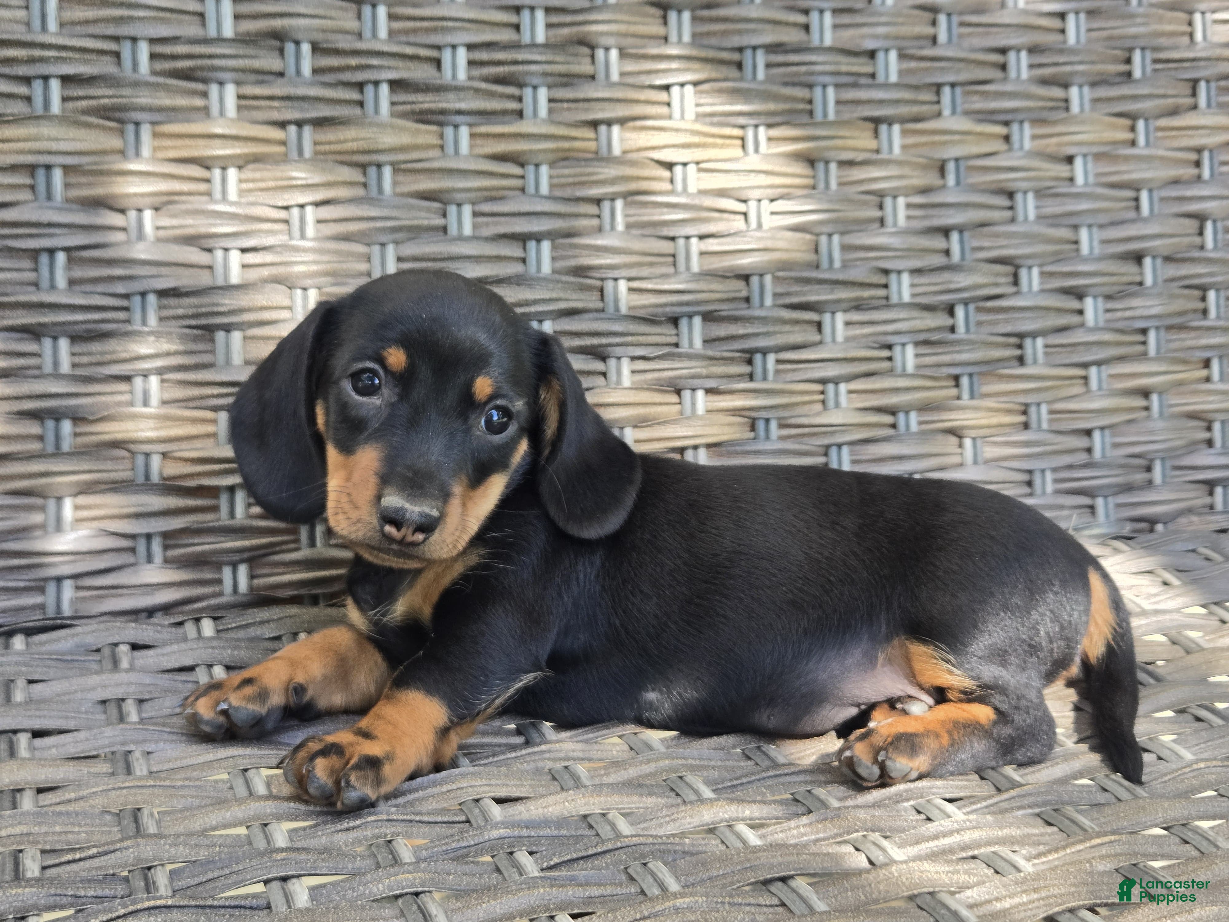 Dachshund dogs Cooper  - Ad 1