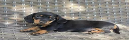 Dachshund dogs for sale: Cooper  - Ad 1