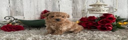 Maltipoo dogs for sale: Raelynn - Ad 1
