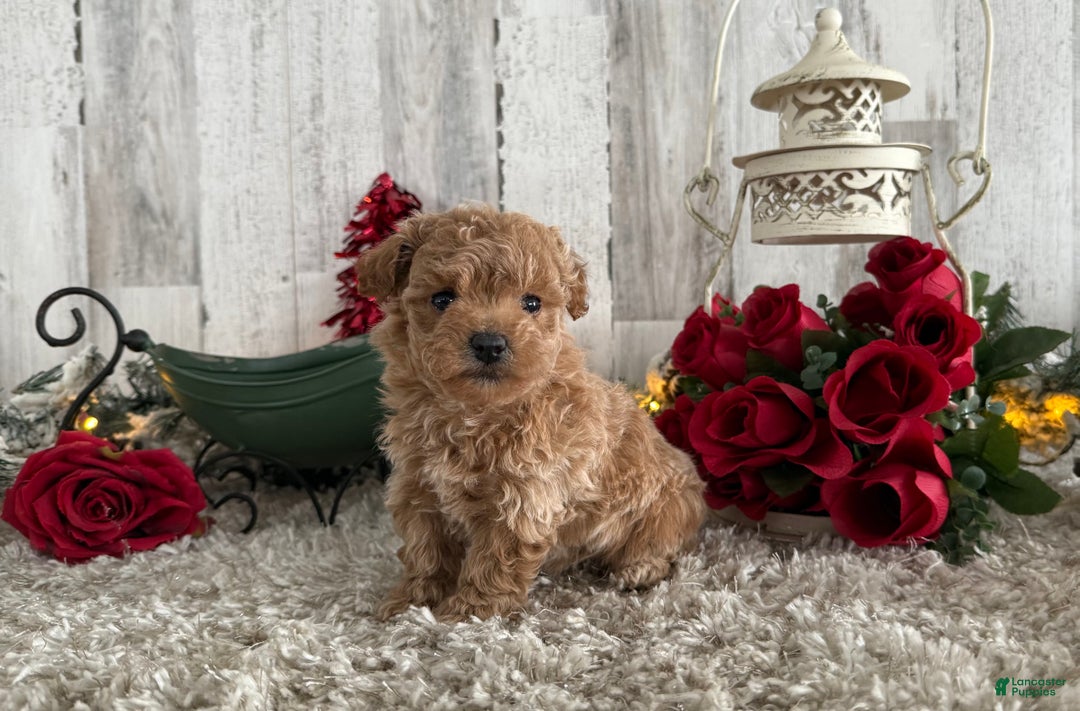 Maltipoo dogs for sale: Raelynn - Ad 1