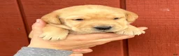 Labrador Retriever dogs for sale: Abe Lincoln - Orange - Ad 5