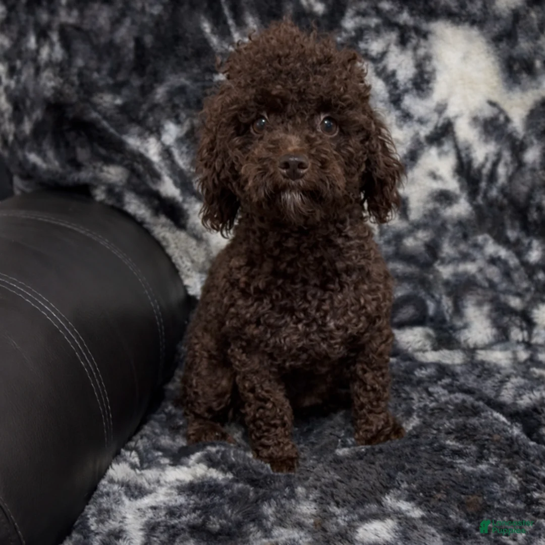 Cavapoo dogs for sale: Rosa - Ad 7