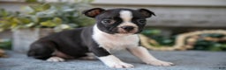 Boston Terrier dogs for sale: Felicia  - Ad 1