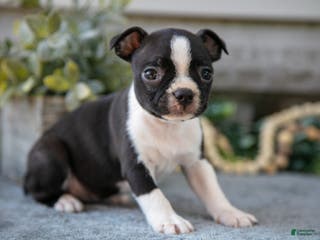 Boston Terrier dogs Felicia - Ad 35