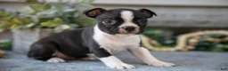 Boston Terrier dogs for sale: Felicia  - Ad 1