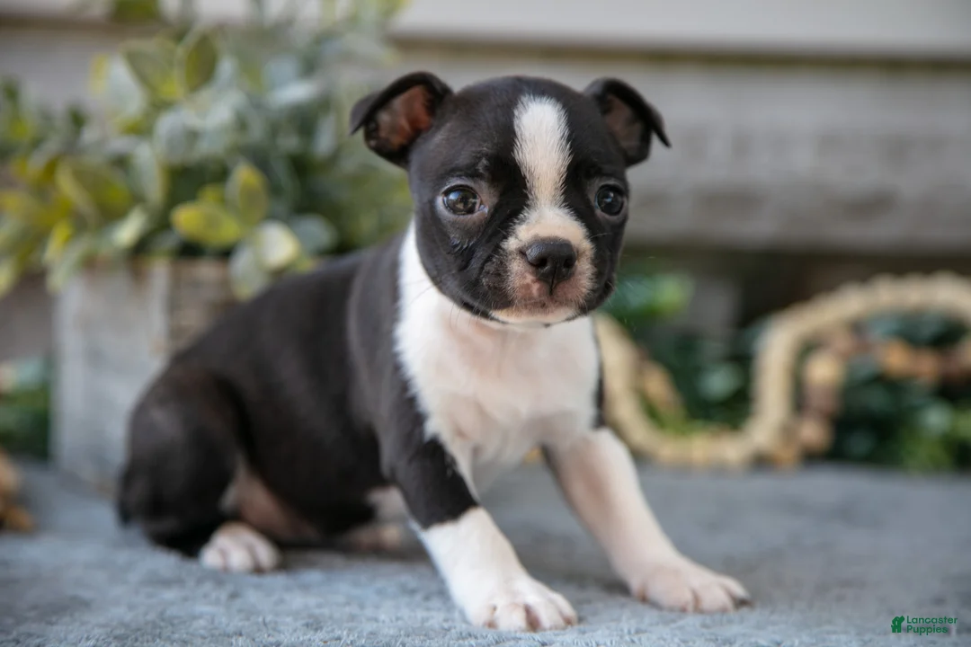 Boston Terrier dogs for sale: Felicia  - Ad 1