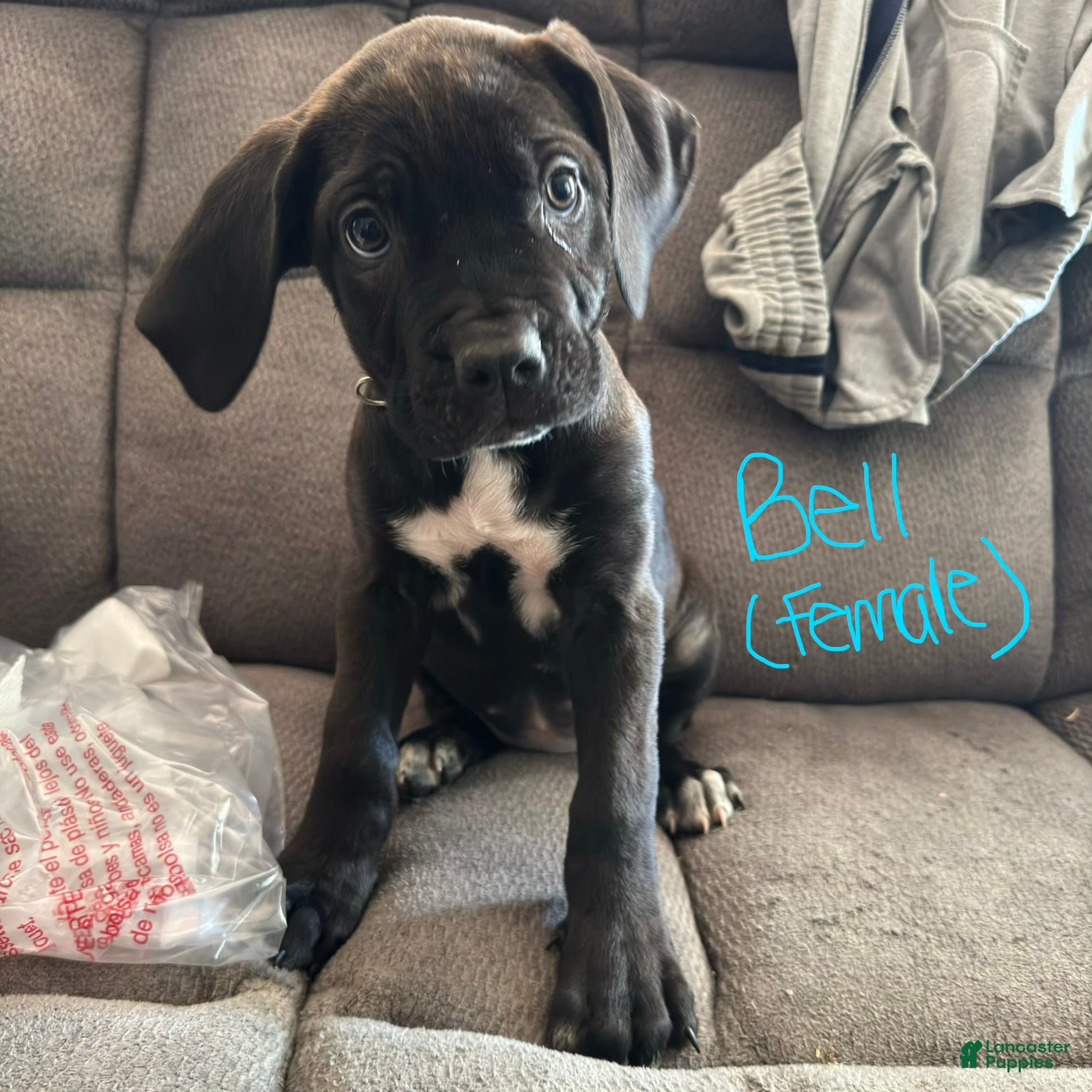 Cane Corso dogs Cane Corso Puppy 4 - Ad 30