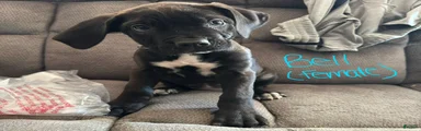 Cane Corso Puppy 4