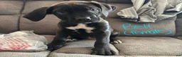 Cane Corso dogs for sale: Cane Corso Puppy 4 - Ad 1