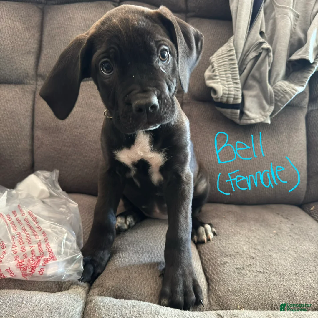 Cane Corso dogs for sale: Cane Corso Puppy 4 - Ad 1