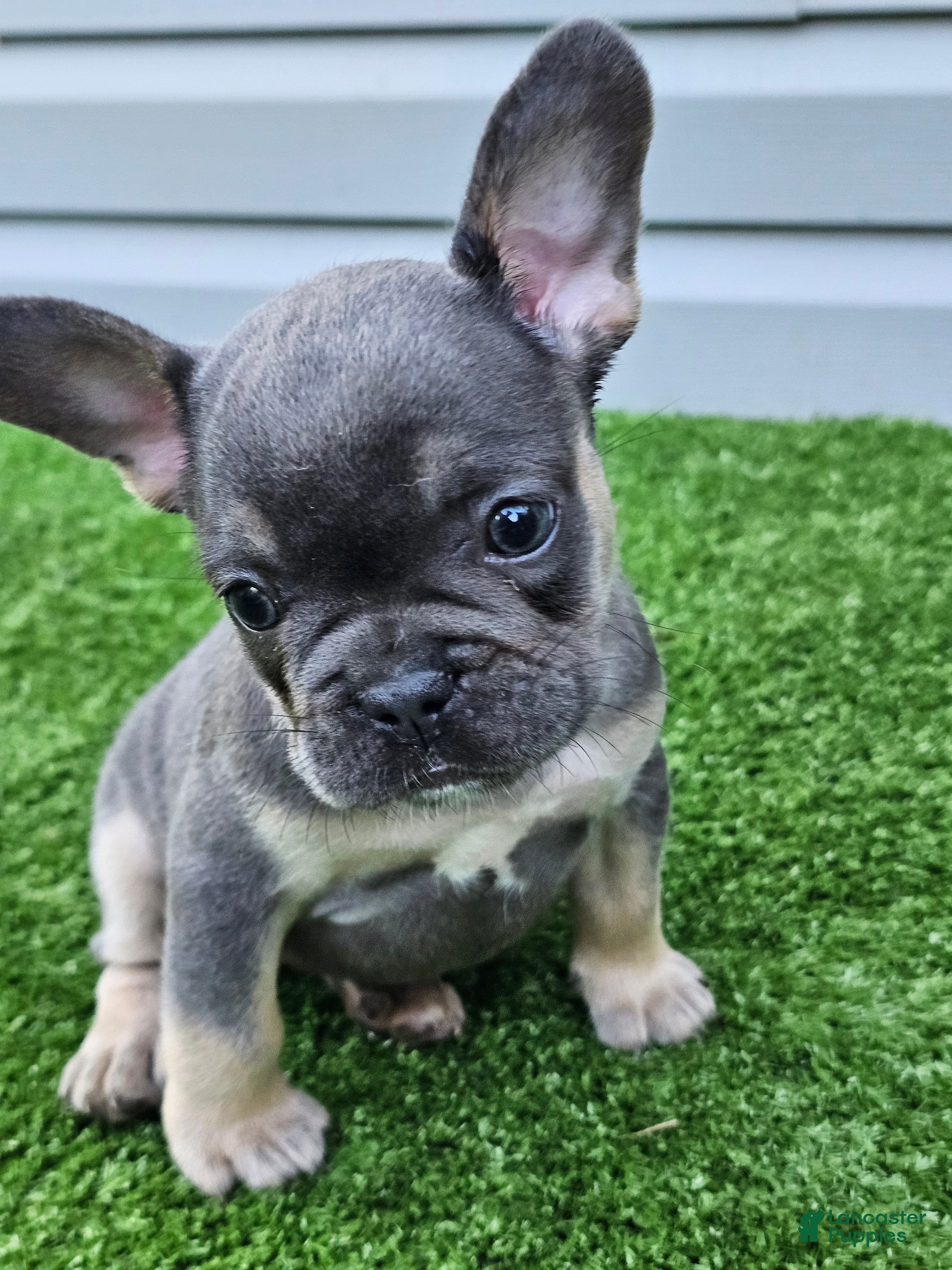 French Bulldog dogs Marina - Ad 1