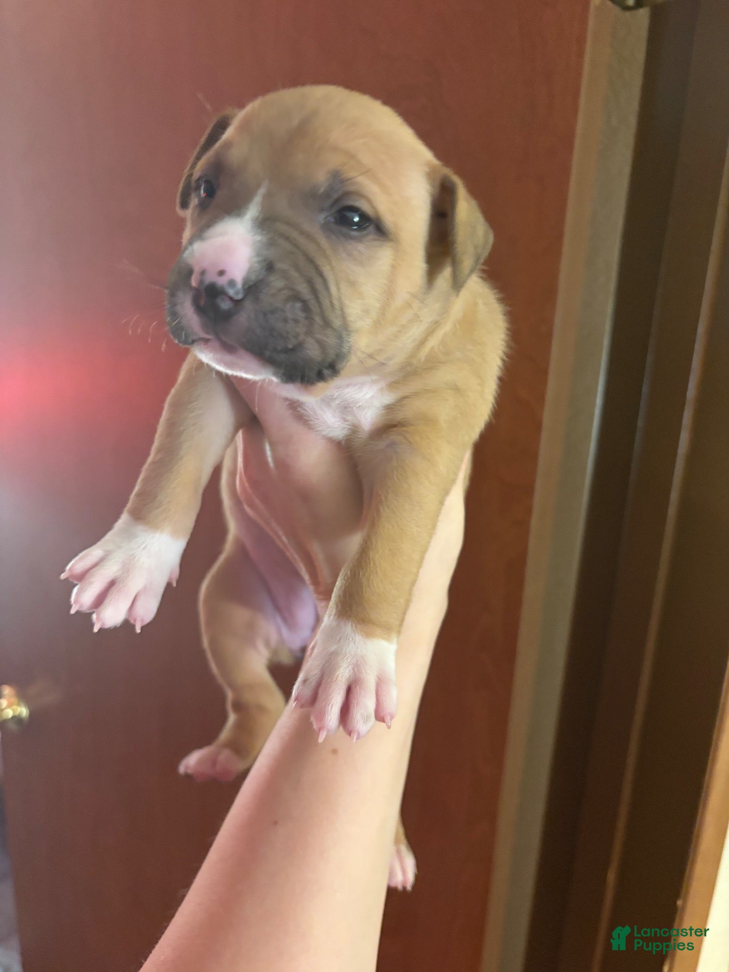 American Bully dogs American Bully 6 - Ad 39