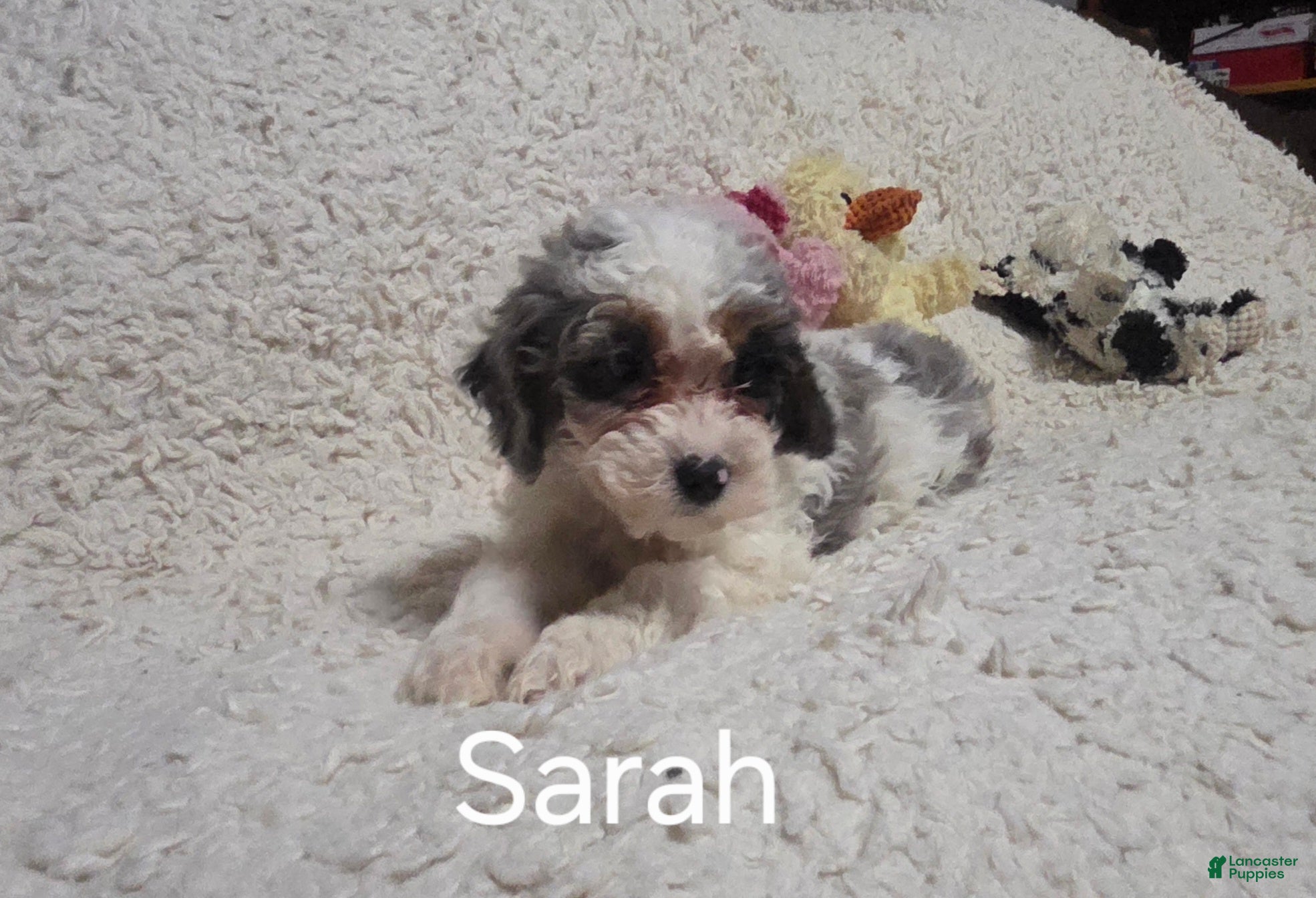 Cockapoo dogs Sarah - Ad 6