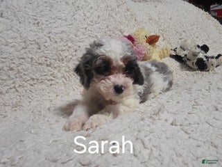 Cockapoo dogs Sarah - Ad 28