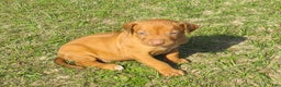 Rhodesian Ridgeback dogs for sale: Rhodesian Ridgeback Puppy 1 - Ad 2