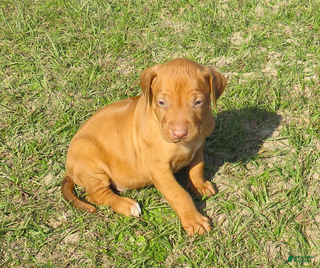 Rhodesian Ridgeback dogs for sale: Rhodesian Ridgeback Puppy 1 - Ad 2