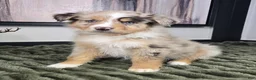 Miniature Australian Shepherd dogs for sale: Scooter  - Ad 9