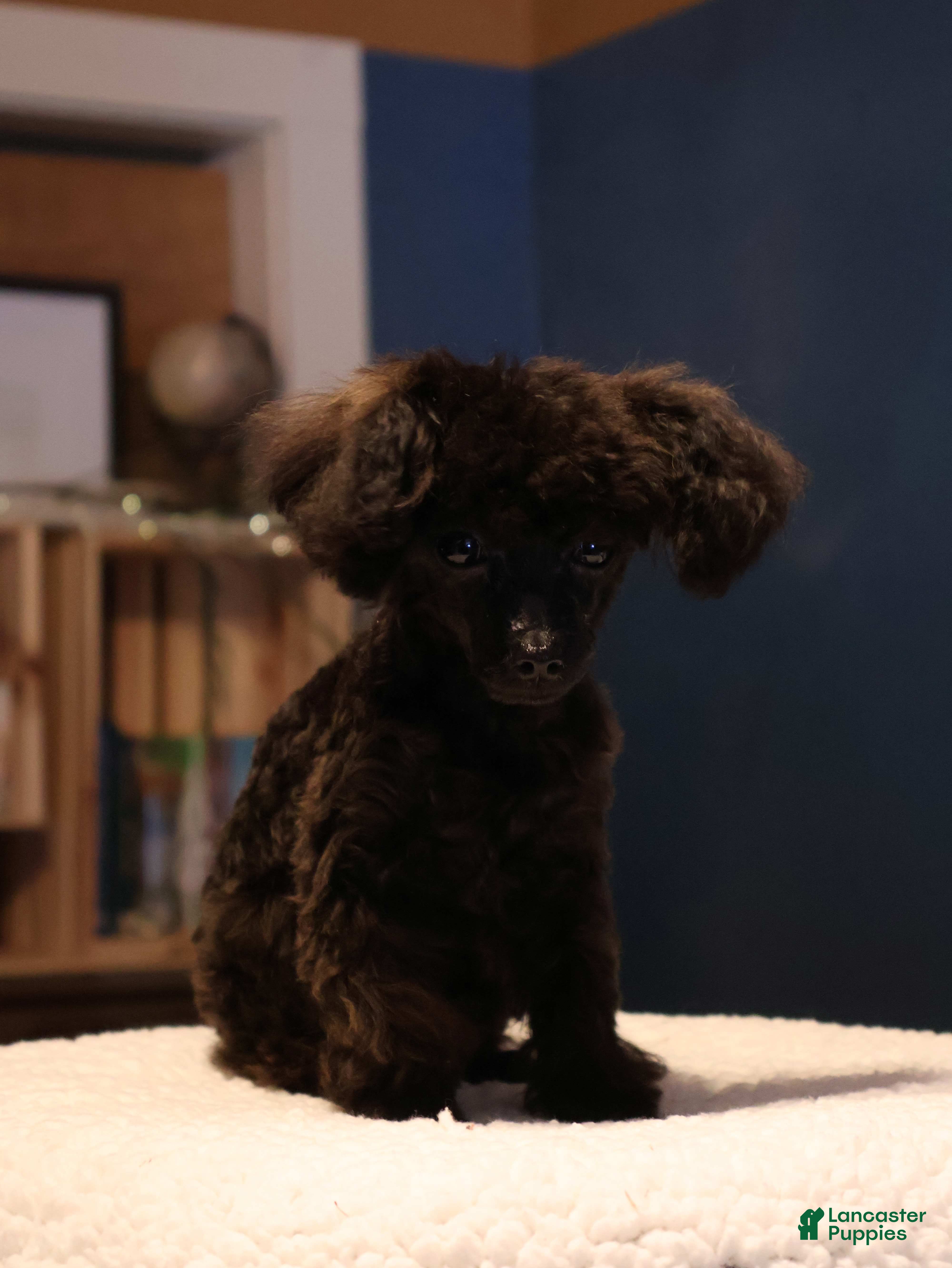 Toy Poodle dogs Oliver - Ad 4