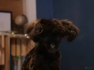 Toy Poodle dogs for sale: Oliver - Ad 3