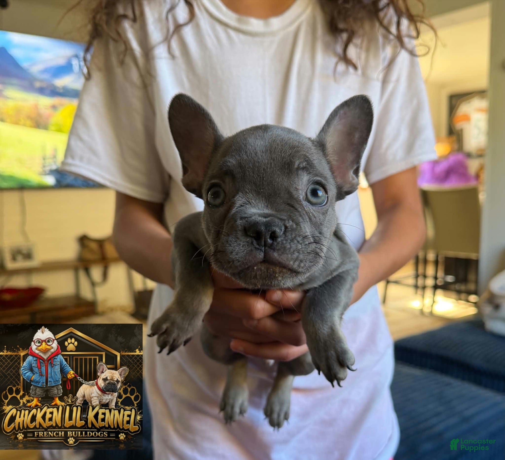 French Bulldog dogs for sale: Bluey - Ad 3