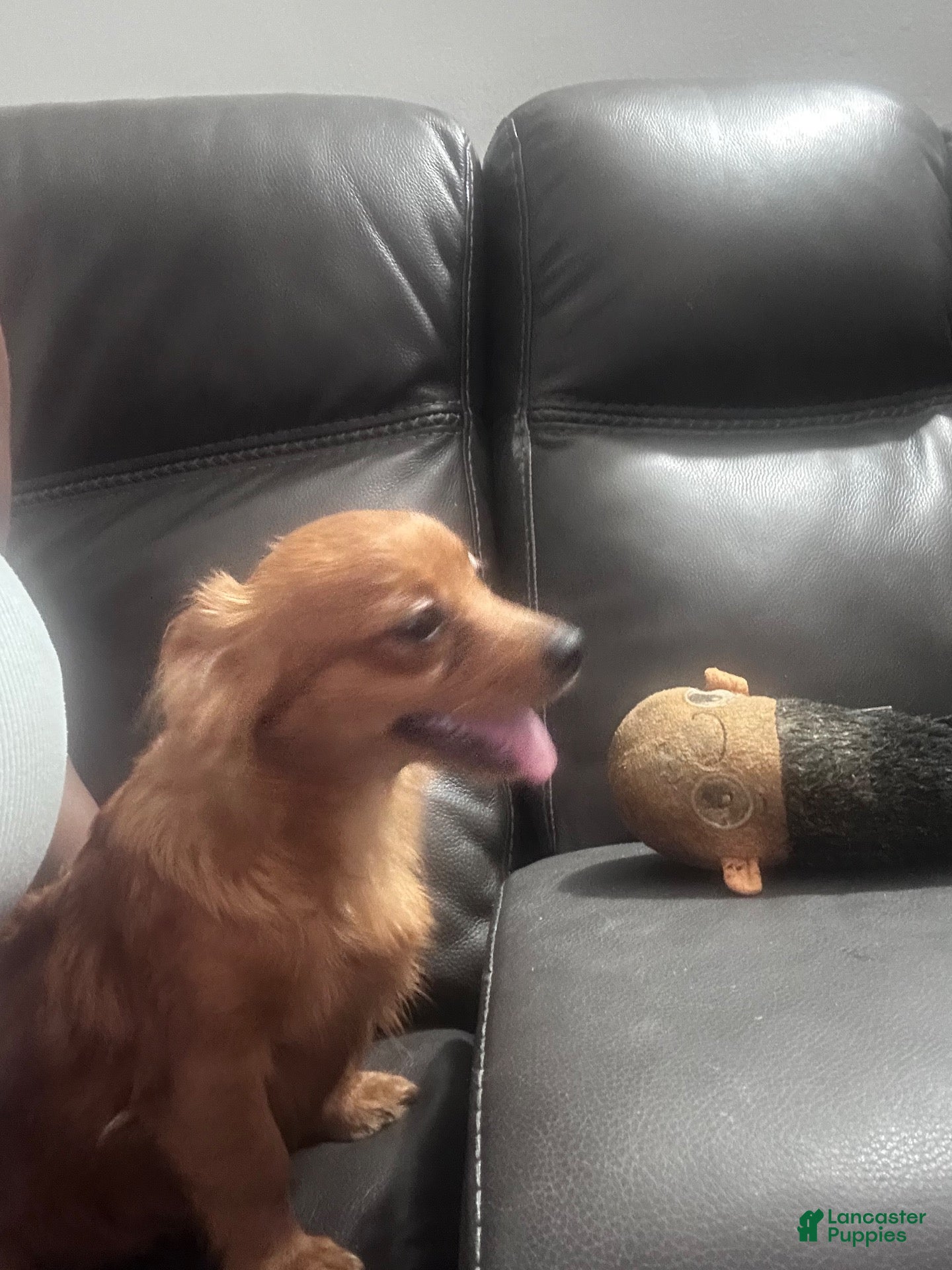 Mixed Breed dogs Joy - Ad 20