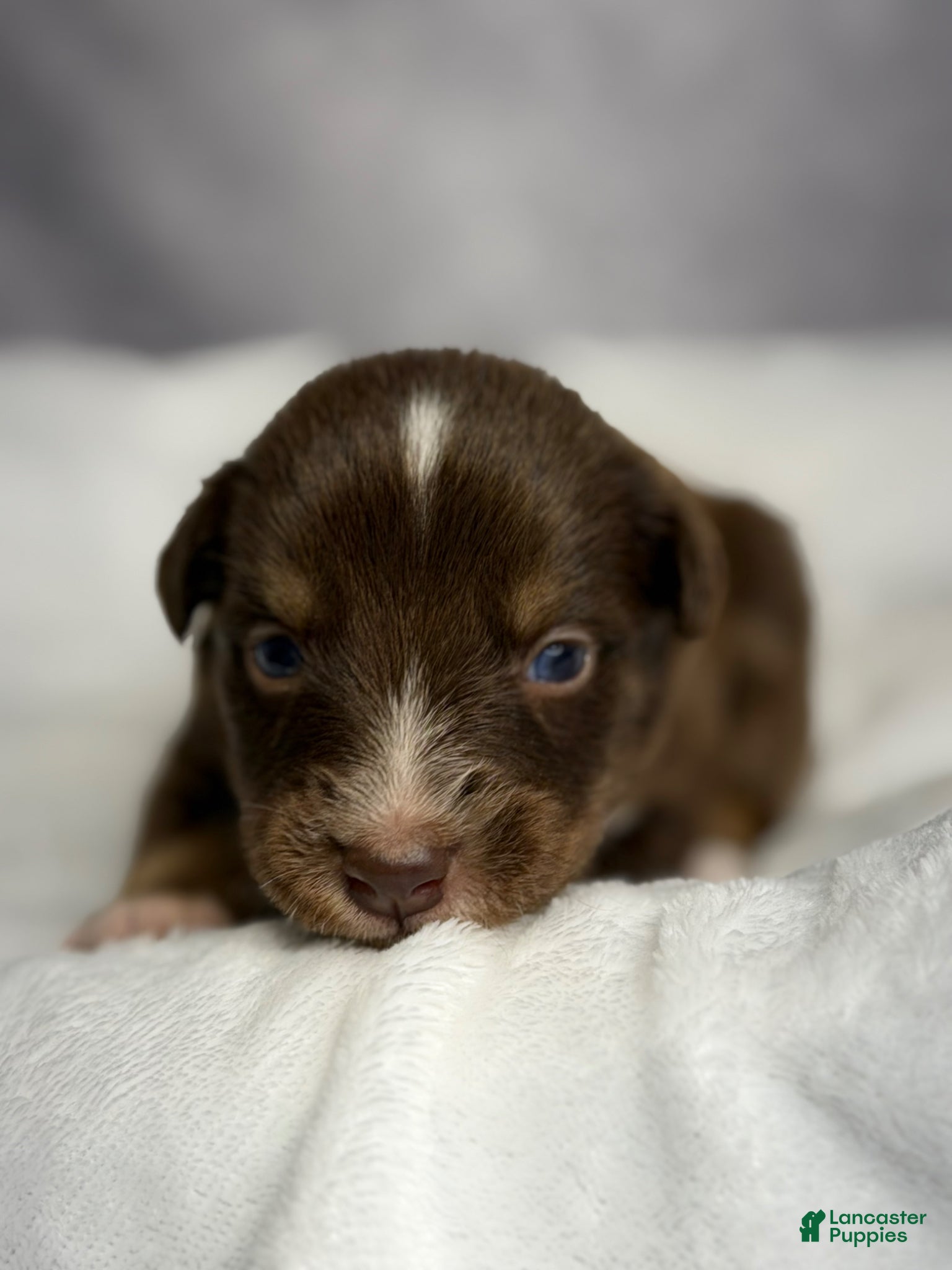 Australian Shepherd dogs Australian Shepherd Puppy 9 - Ad 2