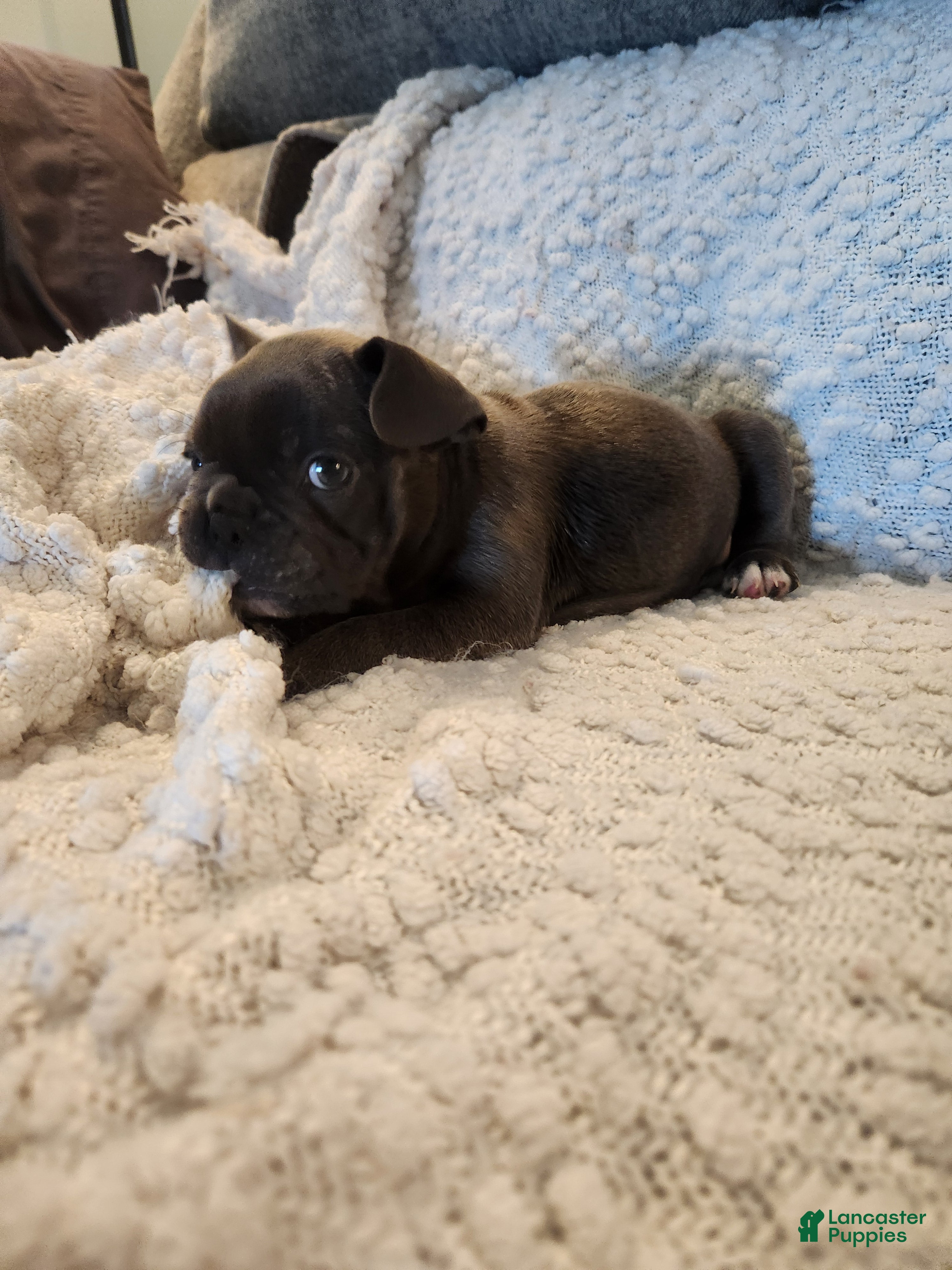 Frenchton dogs Timmy - Ad 40