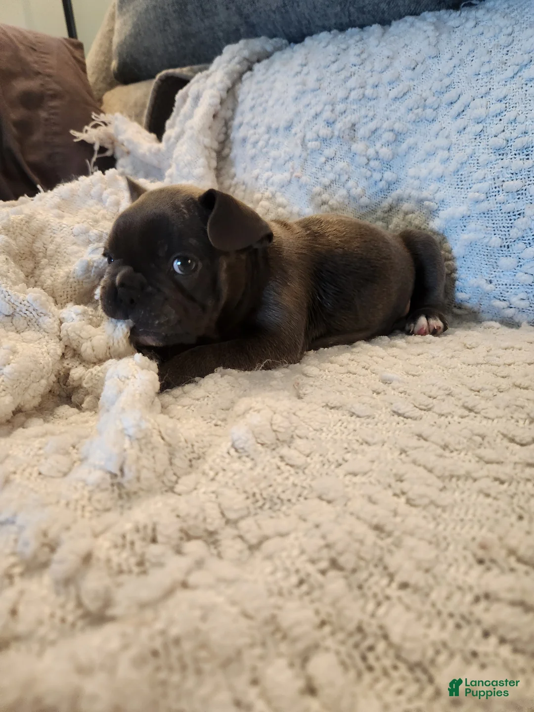 Frenchton dogs for sale: Timmy - Ad 1