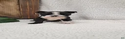 Boston Terrier dogs for sale: Benson - Ad 4