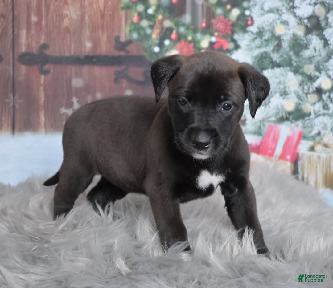 Mixed Breed dogs for sale: Gravy - Ad 3