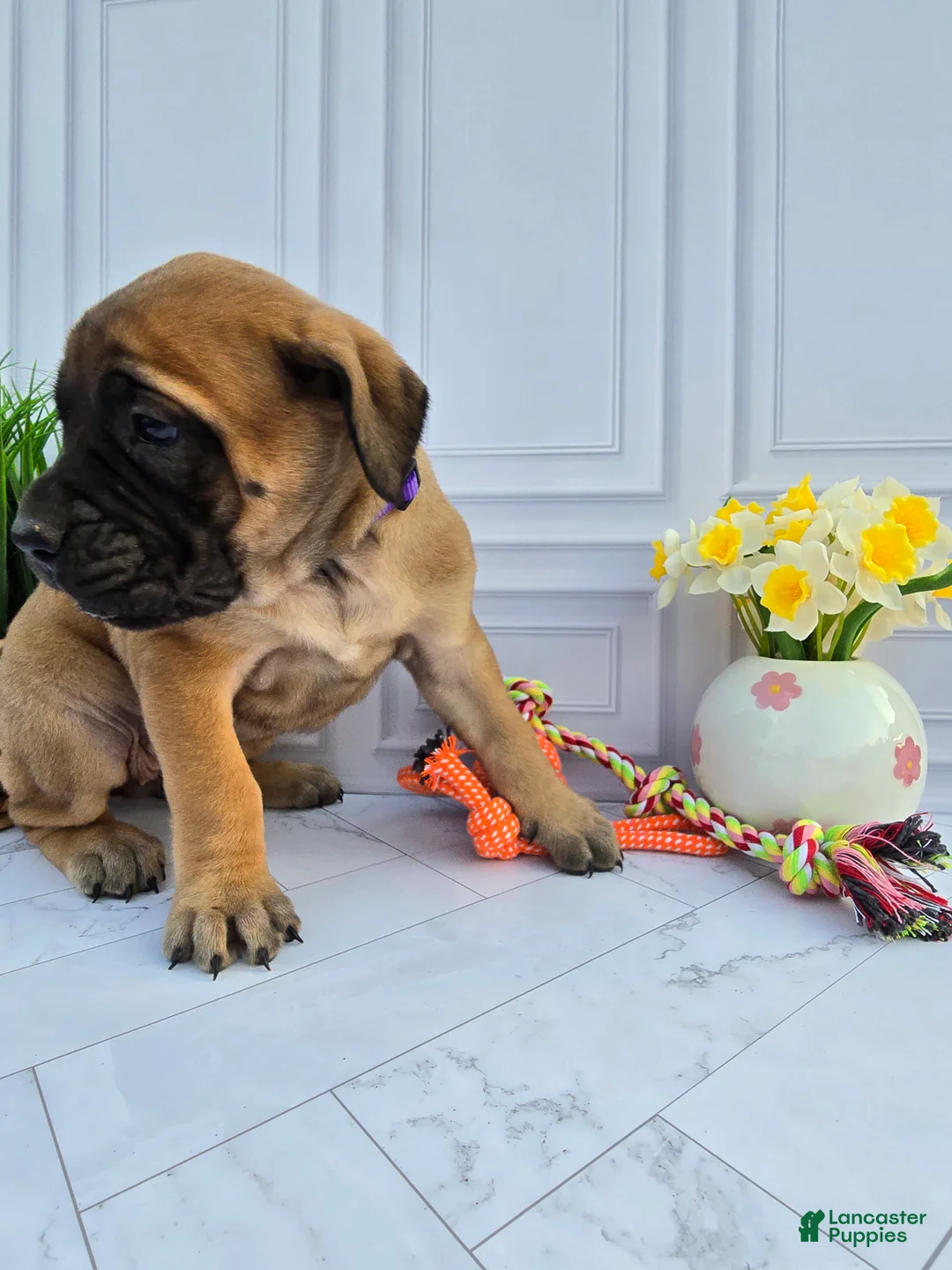 English Mastiff dogs for sale: English Mastiff Puppy 6 - Ad 1