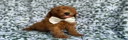 Mini Goldendoodle dogs for sale: Leon - Ad 2