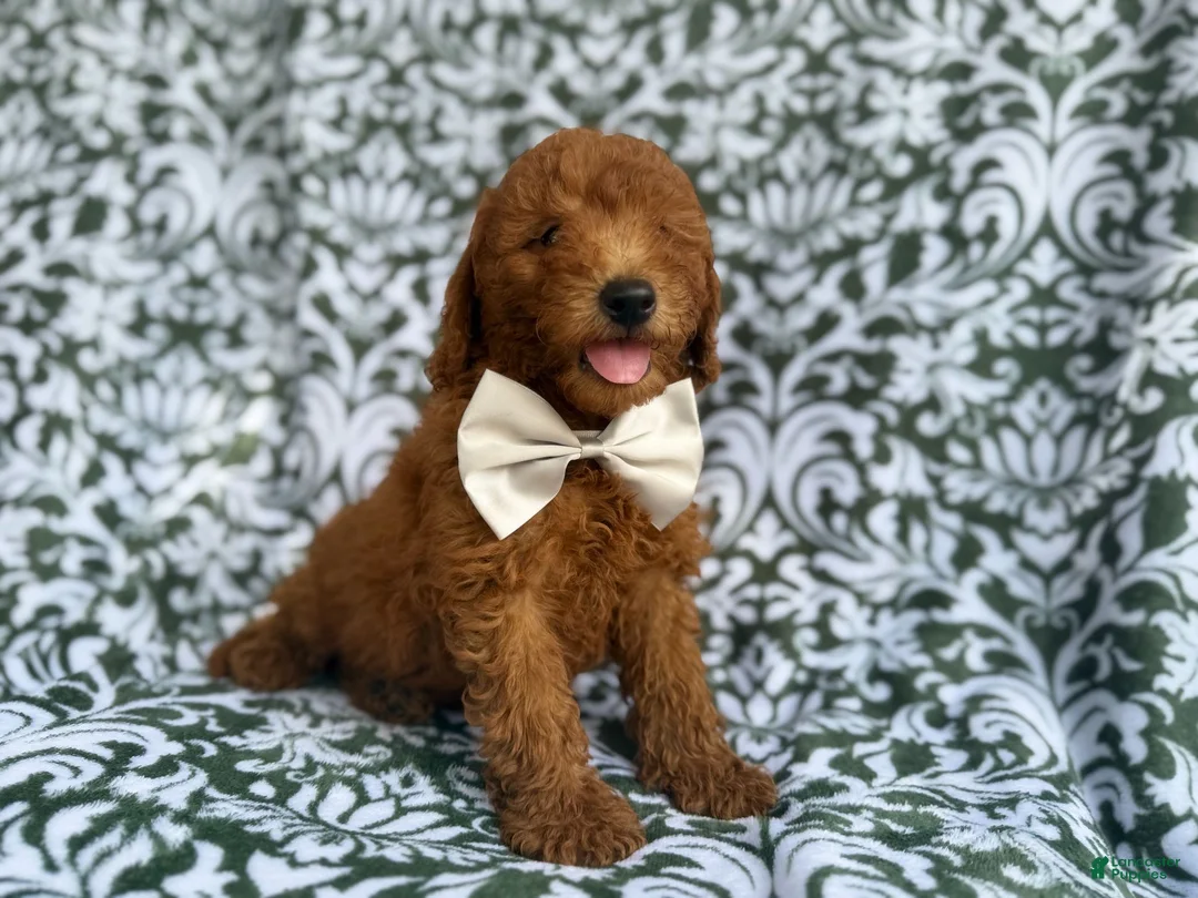 Mini Goldendoodle dogs for sale: Leon - Ad 2