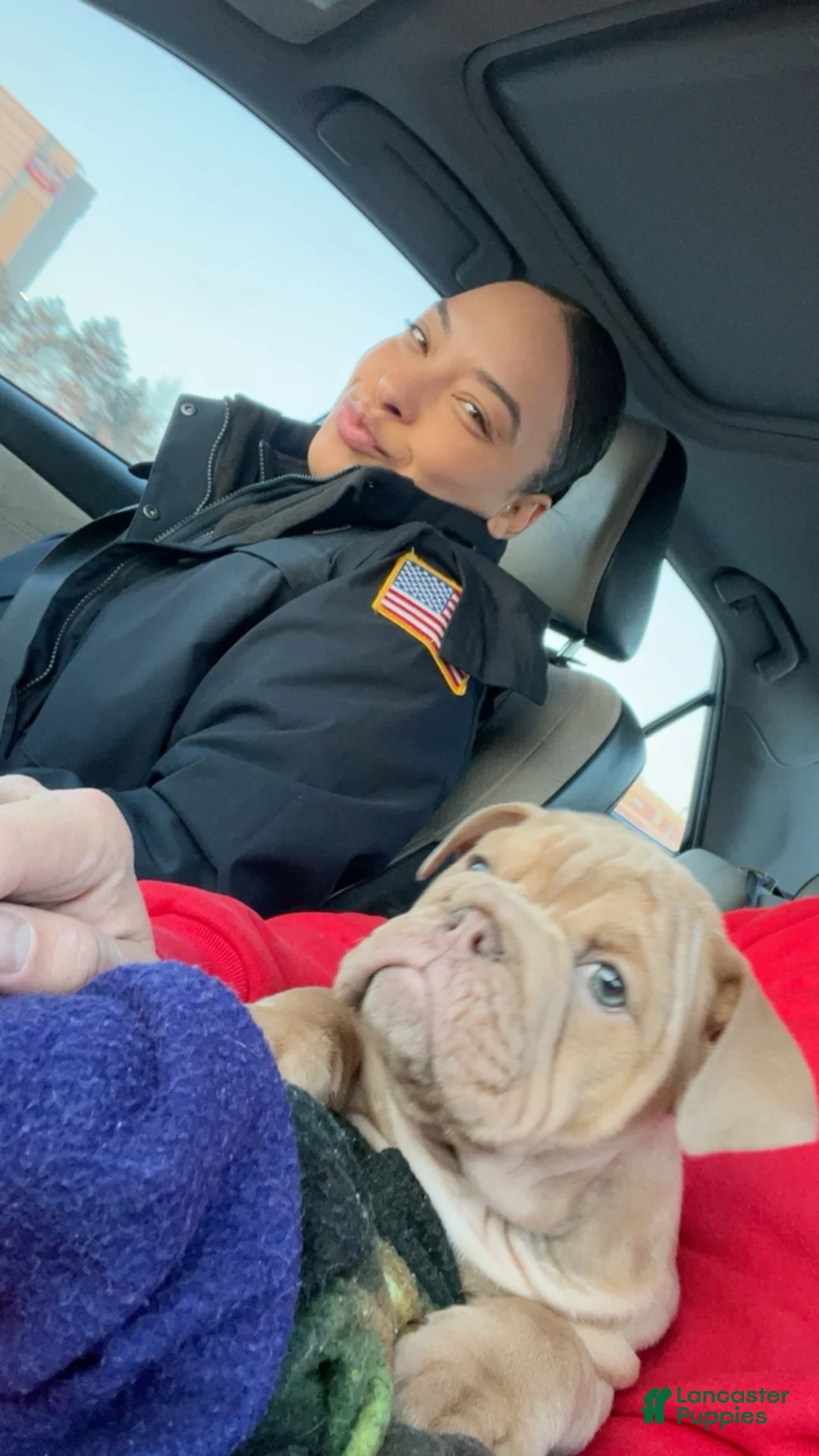 English Bulldog dogs for sale: Mellow ( marshmallow)  - Ad 2