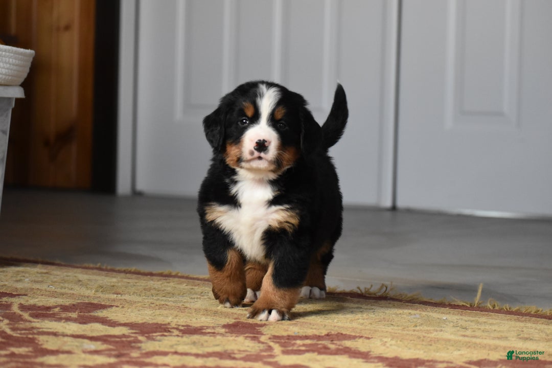 Bernese Mountain Dog dogs for sale: Rowdy - Ad 10