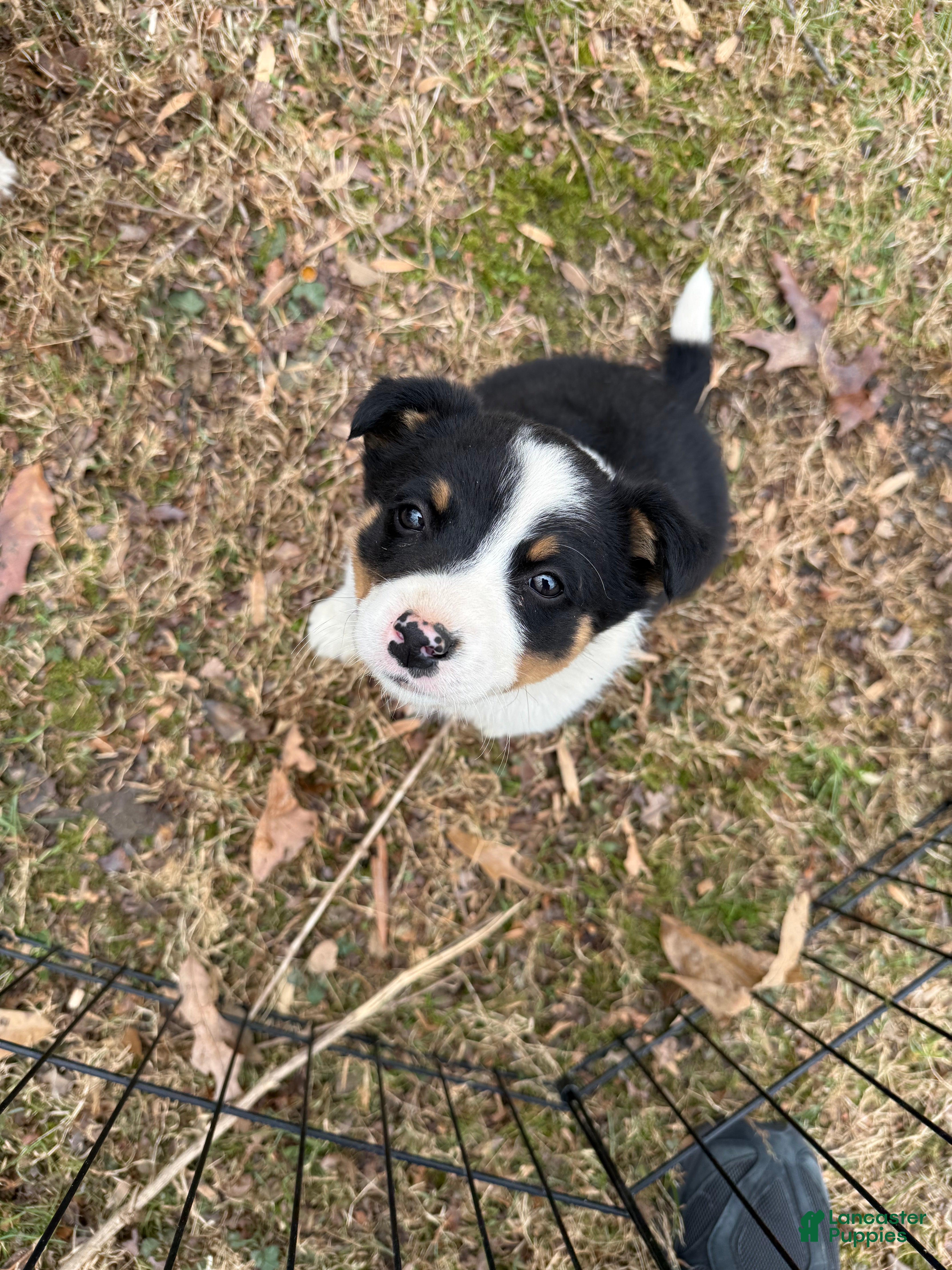 Australian Cattle Dog dogs Australian Cattle Dog Puppy 4 - Ad 1